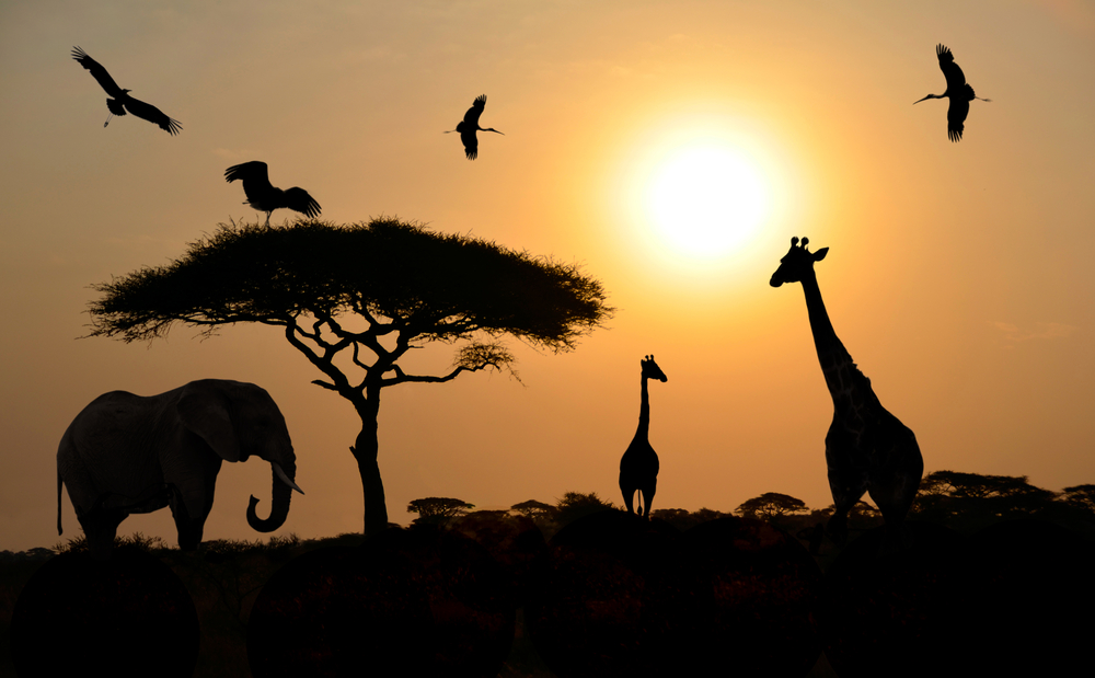 safari tour